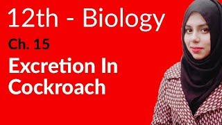 2nd Year Biology Ch 1  Excretion in Cockroach  FSc Biology Book 2 [upl. by Eedoj]