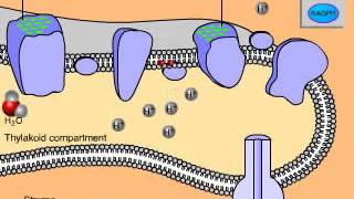 Light Dependant Reactions of Photosynthesis ALevel A2 Biology [upl. by Jodi326]