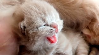 Newborn kittens fight for mother cats milk [upl. by Cinda]