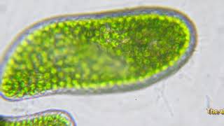 Paramecium bursaria movement [upl. by Rodina]