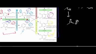 Biochemistry  Catecholamine Catabolism via MAO amp COMT [upl. by Zeralda784]