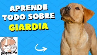 Infeccion por Giardia en perros y gatos [upl. by Calvert642]