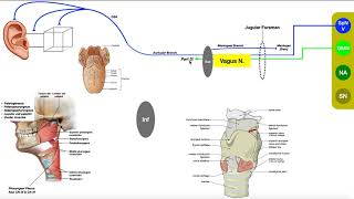 Cranial Nerve X  Vagus Nerve Part 2b  Structure amp Functions of UQ amp Thoracic Branches [upl. by Elrak]