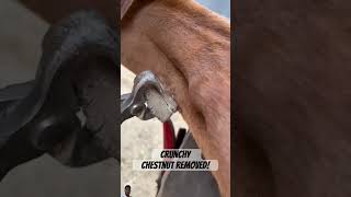 Great Crunchy Chesnut Removed 🐎 horse farrier equestrian shorts relaxationemotional [upl. by Arela]