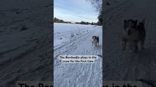 The bordoodle plays in the snow for the first time bordoodle la￼bradoodle puppy [upl. by Jeremy]