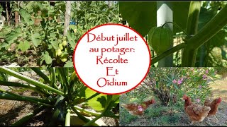 Début juillet les premières récoltes et lutte contre loïdium et le mildiou vlog nature jardin [upl. by Drarrej2]