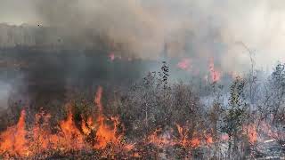 Site Prep Burn for Loblolly Pine Planting 2022 [upl. by Aidnis440]