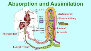 Absorption and AssimilationVILLUS vitamins and water enter into body fluids through the villi [upl. by Paloma]