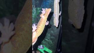 What do our geckos do while we sleep gecko reptiles lizard [upl. by Akeemat]