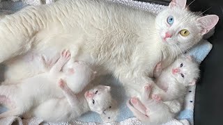 Rescuing a mom cat and her kittens [upl. by Rengaw]