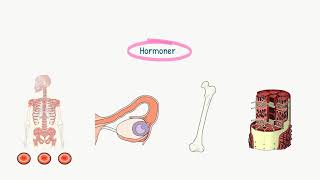 Hormonsystemet Introduktion til hormonsystemet [upl. by Colbert770]