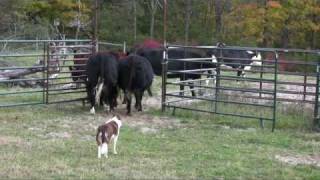 Border collie Ruabinn Penning Cattle [upl. by Jochbed854]