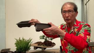 Creating Bonsai from Starter Conifers Hinoki Cypress Blawws Juniper amp Cryptomeria [upl. by Cherilynn]