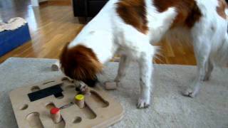 kooikerhondje playing Nina Ottosson game [upl. by Hjerpe]