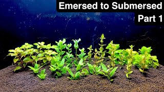 Transitioning Emersed Aquarium Plants to Submerged  Part 1 [upl. by Higbee]