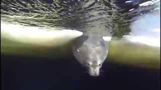 Field Season Starting Set To Weddell Seal Songs [upl. by Einnahpets]