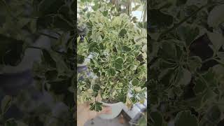 গাছের নাম পলিসিয়াস প্যান্ট Polyscias plant  balcony garden  ytvshorts video [upl. by Oah]