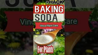 Care for vinca plant How to get more flowersFungicide for vinca trending shorts gardening diy [upl. by Chiaki50]