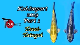 Tosai Tategoi KoiImport 2019 Part 1 [upl. by Htiekal]