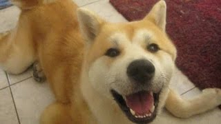 cute talking Akita Inu 話す秋田 [upl. by Vinaya]