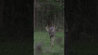 Whitetails up close on the ground hunting bowhunt whitetails illinois bucks shorts [upl. by Nylesoy]