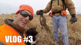 South Dakota Pheasant Hunting amp Dog Training  Gould Brothers VLOG [upl. by Rickert]