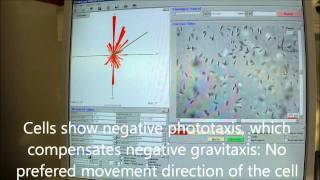 Euglena gracilis Gravitaxis and phototaxis photophobic responses [upl. by Rita2]