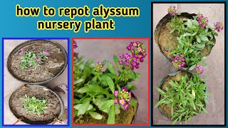 how to repot alyssum come from nursery  repoting tips and tricks  Baghwani695 [upl. by Ailehc]