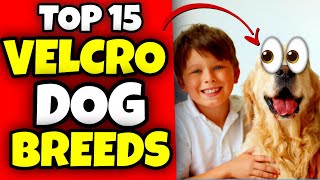 Top 15 Velcro Dog Breeds  Clingy Dogs🐕 [upl. by Eetnahs145]