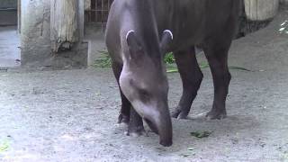 アメリカバク（上野動物園）：South American Tapir Ueno Zoo [upl. by Salb]