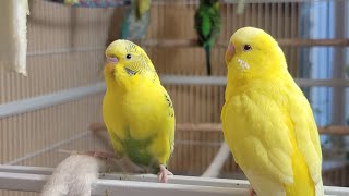 12 Hr Happy Singing amp Eating Parakeet Budgies Birds Reduce Stress of Lonely Quiet Birds [upl. by Hareehat622]