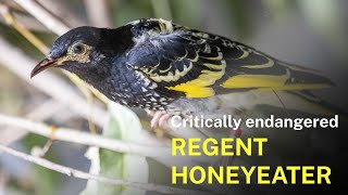 Regent honeyeaters released onto Wonnarua Country [upl. by Vizzone]