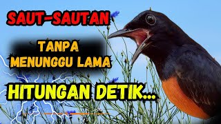 PANCINGAN MURAI BATU GACOR DAN KRETEKAN SEKALI DENGAR AMPUH MURAI BATU GACOR SEKETIKA [upl. by Sivrat]