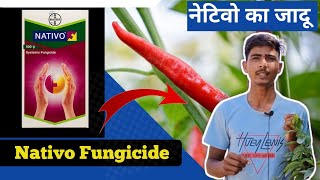 Nativo Bayer Fungicide  फसल में कवक जनित रोग का बाप।Tebuconazole 50 Trifloxystrobin 25WG 75 WG [upl. by Larianna]