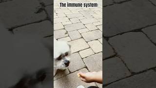 We welcome germs toddlers dogs immunesystem momlife funny fun toddlermom [upl. by Sigismondo]