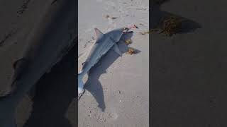 Shark biting the bolt cutters and broke the ugly Stik tight lines [upl. by Lemon]