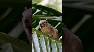 Sound of Squirrel Chattering  Animal Sounds [upl. by Ecaj]