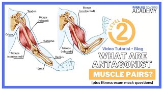 What Are Antagonist Muscle Pairs [upl. by Dyun]