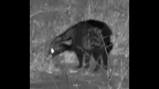 African Civet mooching around at Mabula Gnu [upl. by Dhiman]