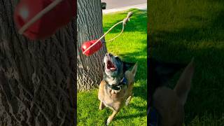 Cadaver dog on the job workingk9 searchandrescue malinois [upl. by Terej]