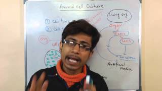 Mammalian cell culture 3  advantages and disadvantages [upl. by Ydnir641]