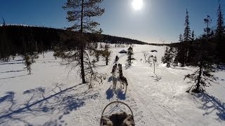 Husky Safari in Riisitunturi National Park Lapland Finland [upl. by Ennahtebazile]