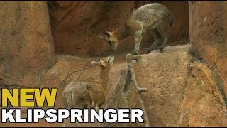 Klipspringers [upl. by Negroj]