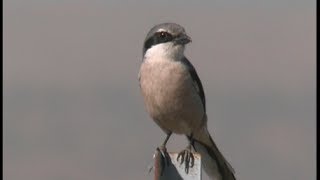 Pie griéche grise ibérique Northern Shrike iberique [upl. by Aivizt]