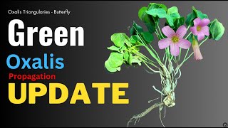 Green oxalis triangularis plant care Update video GardenArcX EP93 [upl. by Eiroc799]