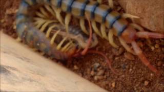 Centipede Kills And Eats Scorpion [upl. by Benge]