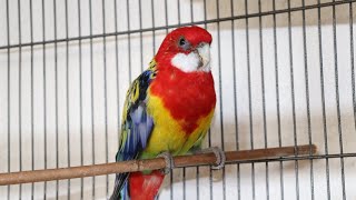 Rosella Parrot is a fulltime whisting 🦜 beautiful parrot rosella and his best friend Budgerigar [upl. by Ellesirg237]