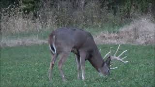 Hunting a giant whitetail on the ground [upl. by Ahtnamys452]