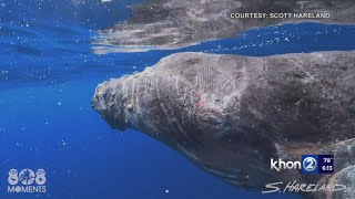 Maui man encounters humpbacks as sharks tag along [upl. by Capriola]