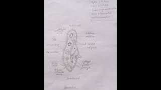 How to draw easily paramecium diagramphylum protozoabsc biologyzoologypracticalviral shorts [upl. by Louanne287]